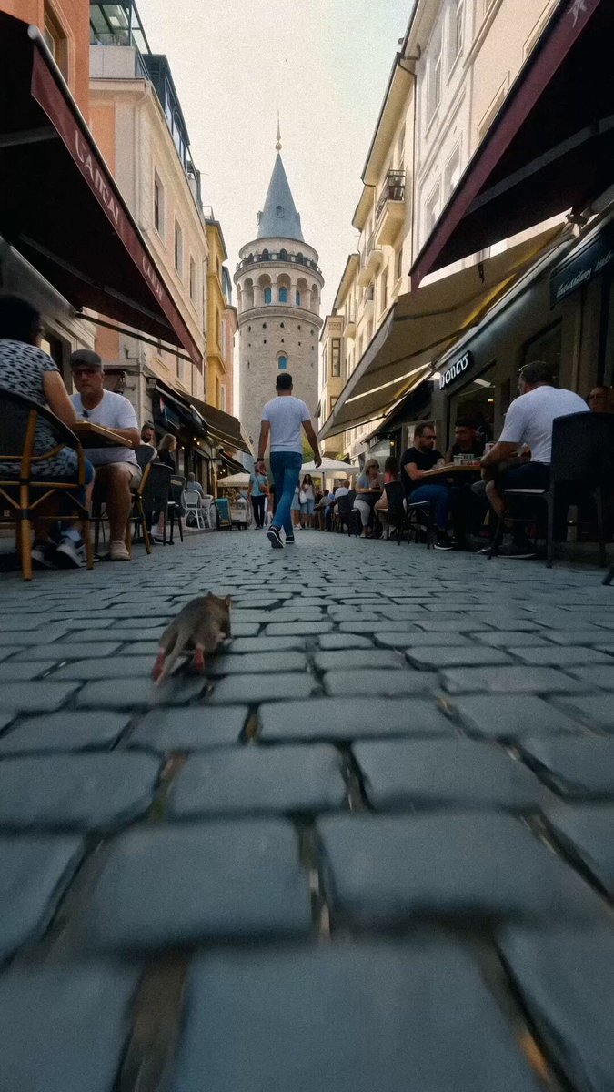 Bir kedinin POV bakış açısından istanbul’da galata kulesi önündeki sokakta bir fareyi kovalaması